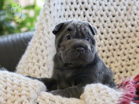 PoulaTo: Shar Pei, S κουτάβια